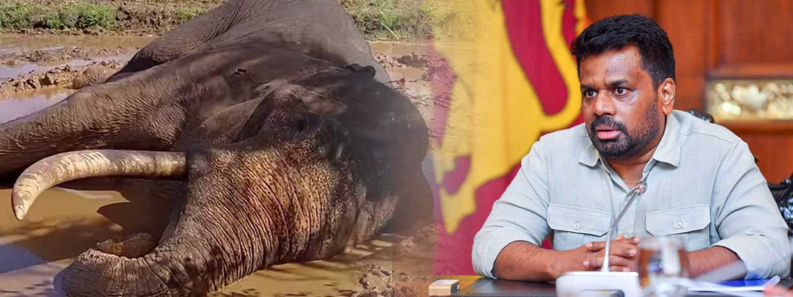 කාවන්තිස්සගේ මරණය ගැන හොයන්න විශේෂඥ කමිටුවක්.
